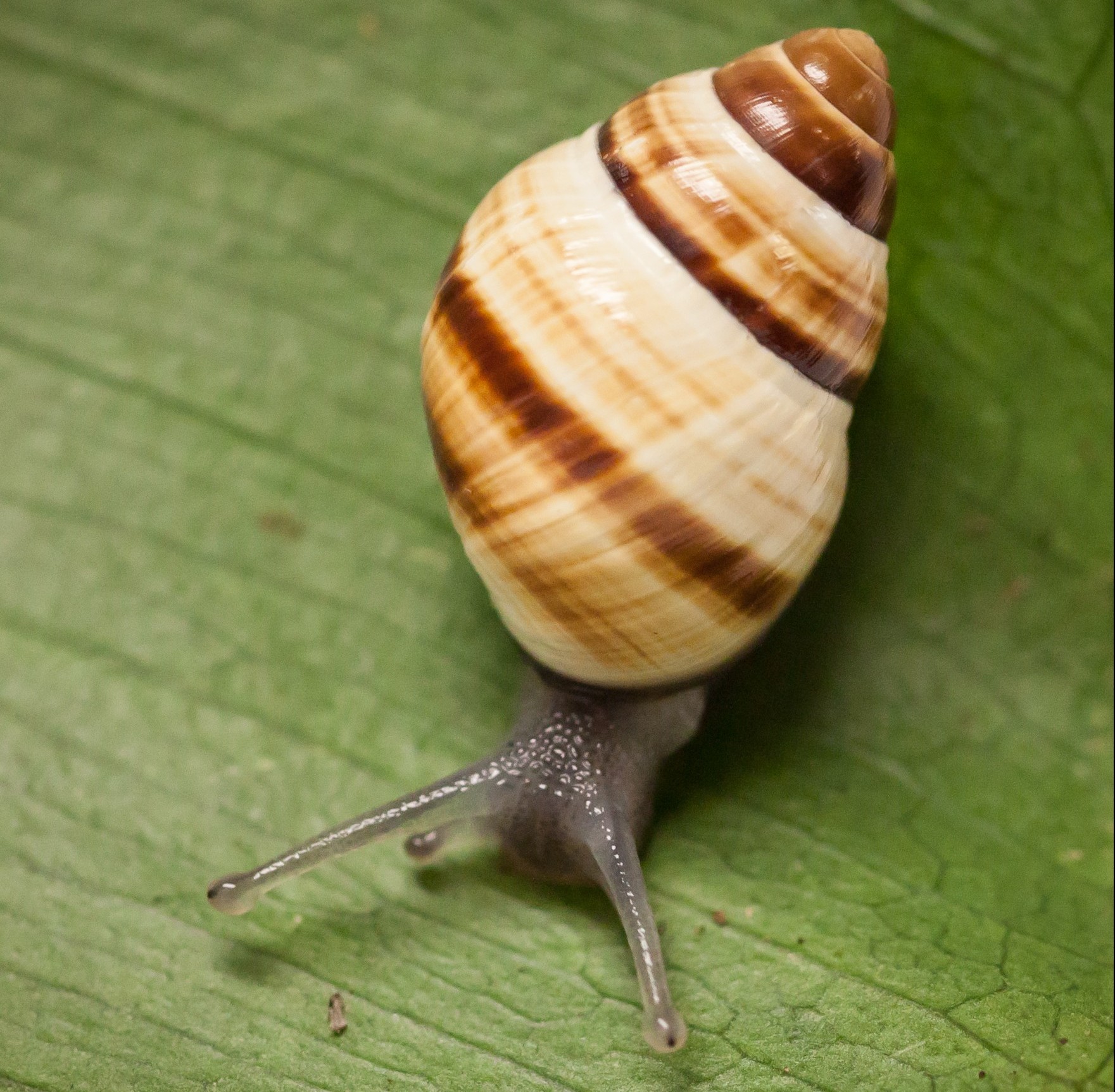 Hawaiian Tree Snail – UH Press