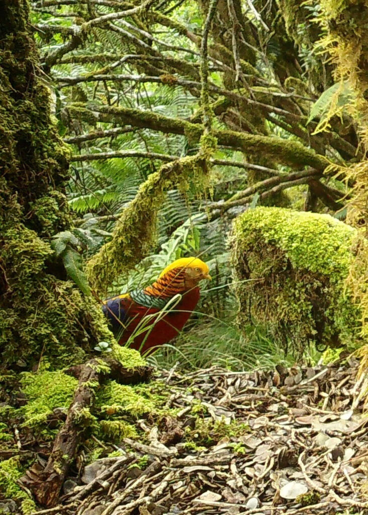 Golden Pheasant of Maui Pacific Scinece 78-4